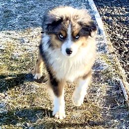 Checks - Miniature Australian Shepherd