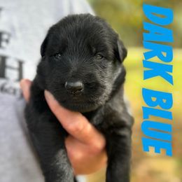 Dark blue - Black male German Shepherd puppy in Lake City, Florida from Saylor Shepherds