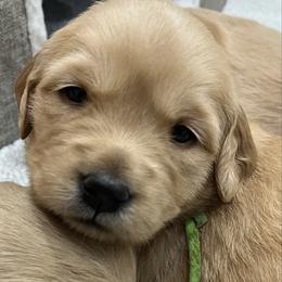 Ivy - Golden female Golden Retriever puppy in Pueblo, Colorado from GR8 Goldens