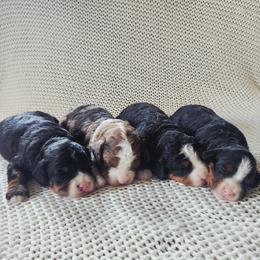Bernedoodle Puppies from Mahlon Stoltzfus