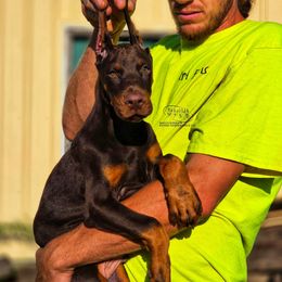 Götz - Red and rust male Doberman Pinscher puppy in China Township, Michigan from Snell's Superior Kennel Dobermann & GSP
