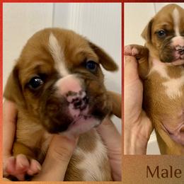 Brown - 10th born - Fawn male Boxer puppy in Brownsville, Oregon from Vincent's Pride Boxers ~ Dudley's Dream Boxers