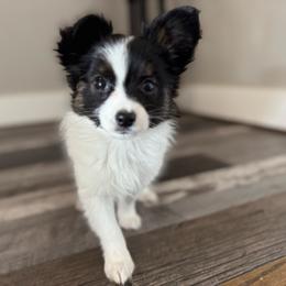 Boy 2 - White black and tan male Papillon puppy in Shirley, Arkansas from Lucky Pups