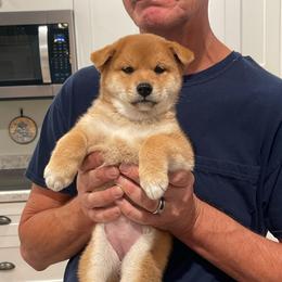 Girl 1 - Red female Shiba Inu puppy in Milton, Florida from Moonlight Shibas