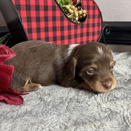 Elton - Piebald male Dachshund puppy in Gilbertsville, Kentucky from DeLaunes Dachshunds