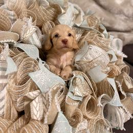 Lucky 4,000 - Cream male Dachshund puppy in Mayville, Michigan from Teenie Little Hearts