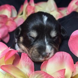 Anastasia - White and black female Pembroke Welsh Corgi puppy in Valley, Washington from Corgis of the Mountain Valley