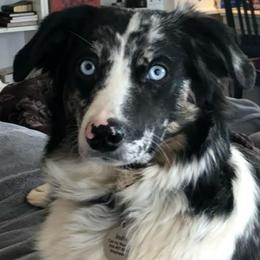 Indy - Miniature Australian Shepherd