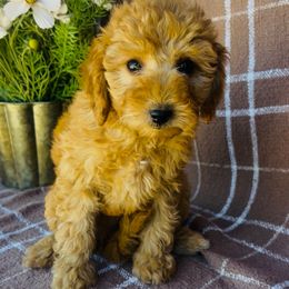Poodle Puppies from Savannah Unger