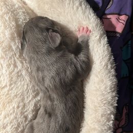 Great Dane Puppies from East Coast Great Danes