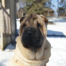 Chinese Shar-Pei from Lucky Wun Kennels
