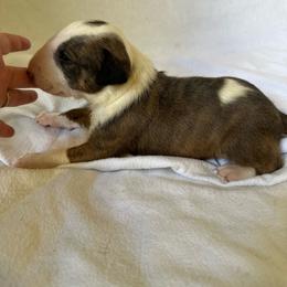 Boy 2 - Brindle and white male Bull Terrier puppy in Trussville, Alabama from Alabama Bull Terriers