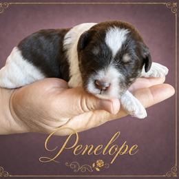 Penelope - Parti female Miniature Schnauzer puppy in Pendleton, South Carolina from Lap Happy Schnauzers