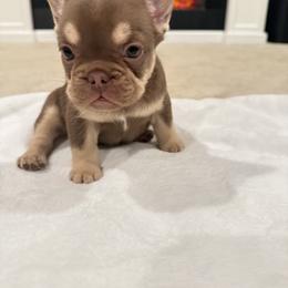 French Bulldog Puppies from Frenchie Envy Puppies