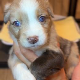 Merlot - Red tri female Miniature Australian Shepherd puppy in Massapequa, New York from All That Auss Mini Aussies