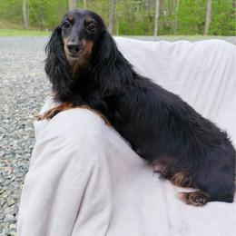 Blaze - Dachshund