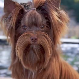 Bell - Yorkshire Terrier