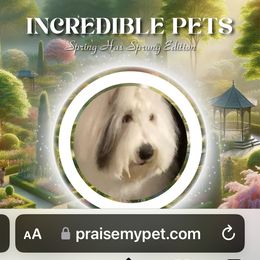 Old English Sheepdog All Grown Up from Signature’s  Old English Sheepdogs