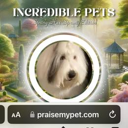 Old English Sheepdog All Grown Up from Signature’s  Old English Sheepdogs