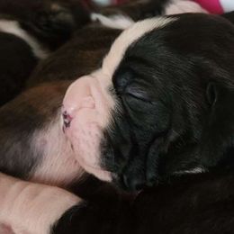 #7 Dark, Reverse Brindle with white blaze, socks & white on back of neck - Brindle Boxer puppy in Ellensburg, Washington from Savvy Boxers Seattle