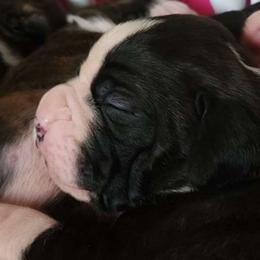 #7 Dark, Reverse Brindle with white blaze, socks & white on back of neck - Brindle Boxer puppy in Ellensburg, Washington from Savvy Boxers Seattle