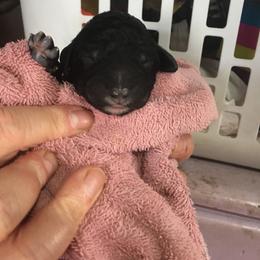 Poodle Puppies from Heart and Soul Standard Poodles