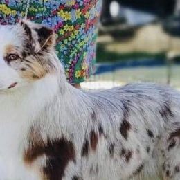 Sugar - Miniature American Shepherd