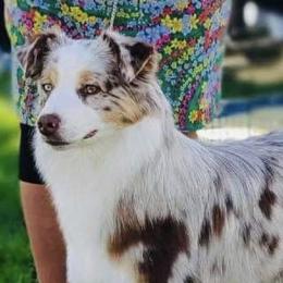 Sugar - Miniature American Shepherd