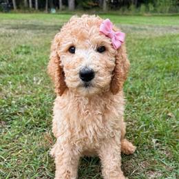 Cheer Captain - Sable female Goldendoodle puppy in Social Circle, Georgia from Poppiedoodle Farms