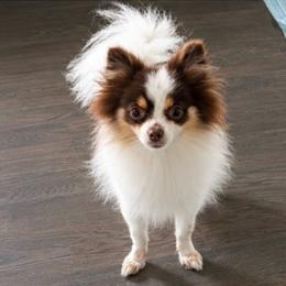 Reese - Tri-colored female Pomeranian puppy in New Lenox, Illinois from Illinois Poms