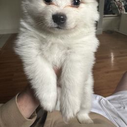 American Eskimo Dog Puppies from Little Bear Kennels