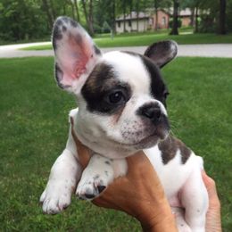French Bulldogs and Goldendoodles from Frankie’s Frenchies