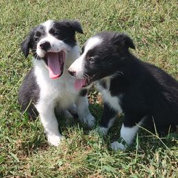 Spot-ABCA - Black and white male Border Collie puppy in Bixby, Oklahoma from Bond Border Collies