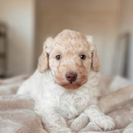 Alfredo, Boy - Cream male Goldendoodle puppy in Maricopa, Arizona from Desert Ridge Doodles