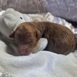 Han Solo - Brown merle male Aussiedoodle puppy in Cumberland, Rhode Island from W Doodle Crew