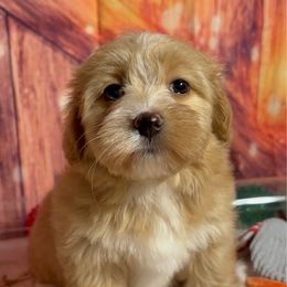 Maria - Red female Havanese puppy in Clermont, Florida from Country Sweet Havanese and Creative Coaching