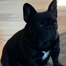 Pink - French Bulldog