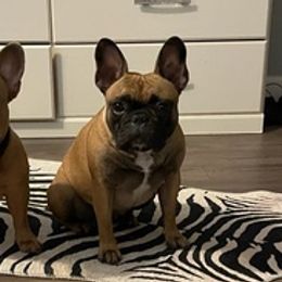 French Bulldogs from Fonzerelli’s Frenchies