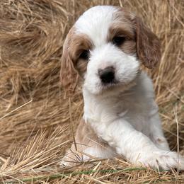 Cockapoo, Cocker Spaniel, and Goldendoodle Puppies from 7 Sisters Cockapoos