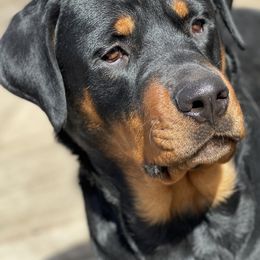 Rottweilers from KC Rottweiler Kingdom