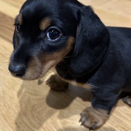 Zoe - Black and tan female Dachshund puppy in Skiatook, Oklahoma from Little Weiner Ranch