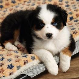 Miniature American Shepherd puppies from Enchanted Mesa Miniature American Shepherds