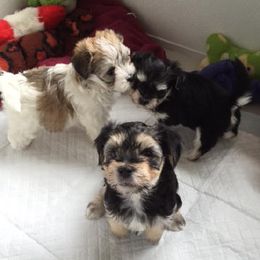 Afghan Hounds and Havanese from Dragonfly Kennels