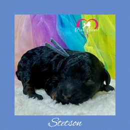 Stetson - Phantom - Phantom male Poodle puppy in Simms, Texas from Donna’s Aussies & Pink Heart Poodles