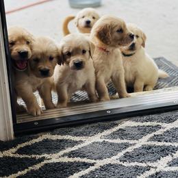Golden Retriever Puppies from All shades Golden
