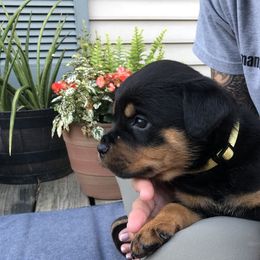 Robin - Black and mahogany female Rottweiler puppy in Crothersville, Indiana from The Solid Rock Kennel