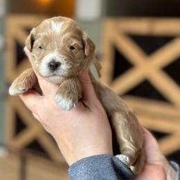 Aura - Apricot female Goldendoodle puppy in Wharton, Texas from Little Fur Friends
