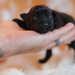 Rufus - Black female Labrador Retriever puppy in Williamston, Sc, South Carolina from Dutton Dog Co & Dalla Grazia Doberman