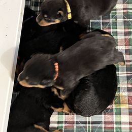 Rottweiler Puppies from Dragonstar Rottweilers