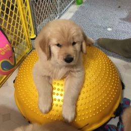 Golden Retriever Puppies from Carova Golden Retrievers